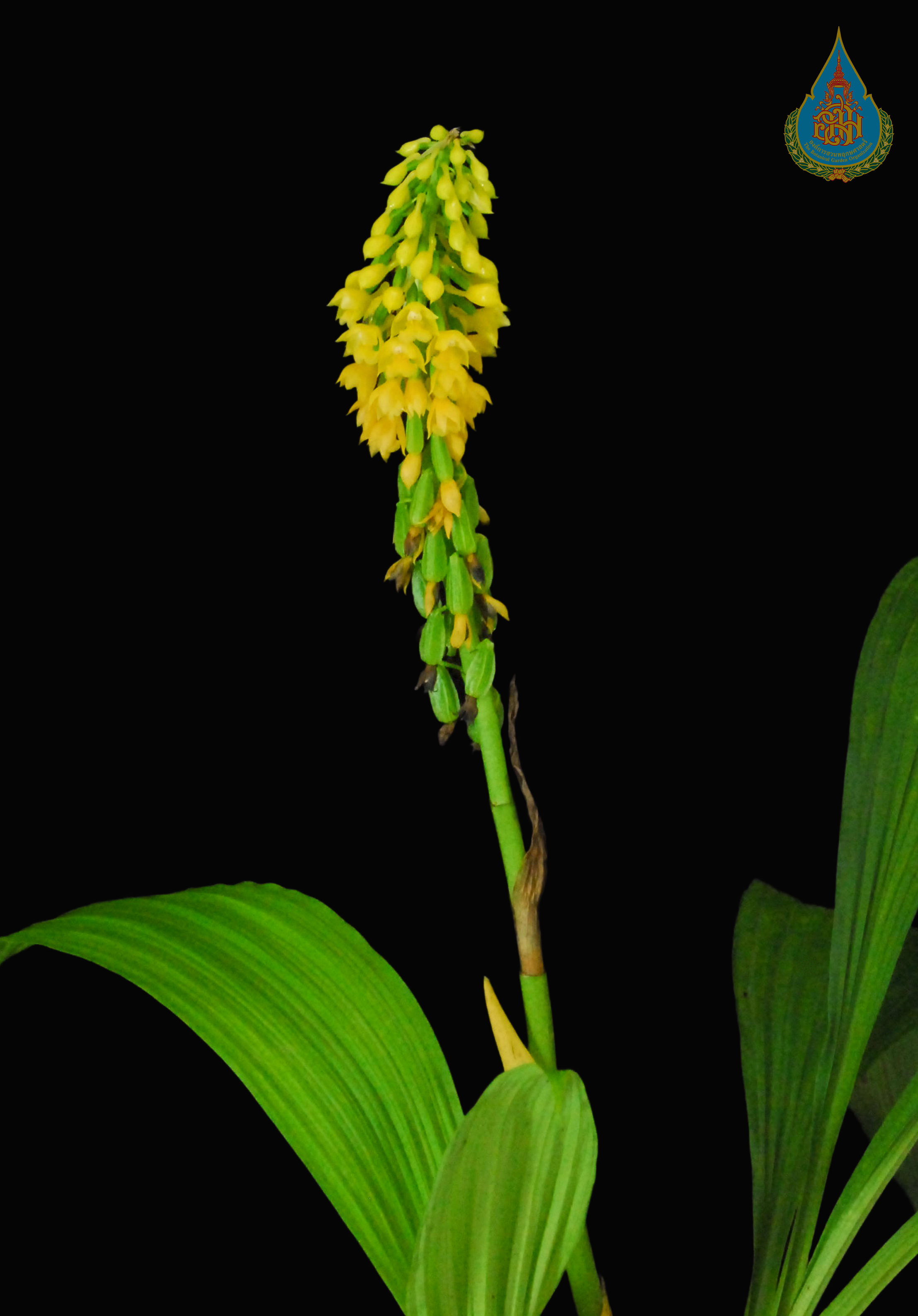 พุ่มข้าวบิณฑ์ Calanthe lyroglossa Rchb.f.<br/>ORCHIDACEAE